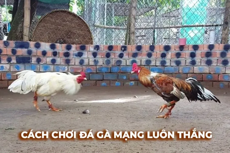 Chinh Phục Đấu Trường Đá Gà Sabong U888 Bí Kíp Bất Bại 2025